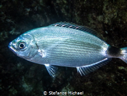 Saddled Seabream - Oblada melanura by Stefanos Michael 